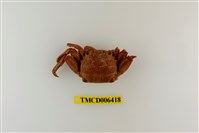 藏品(美麗斜紋蟹)的圖片